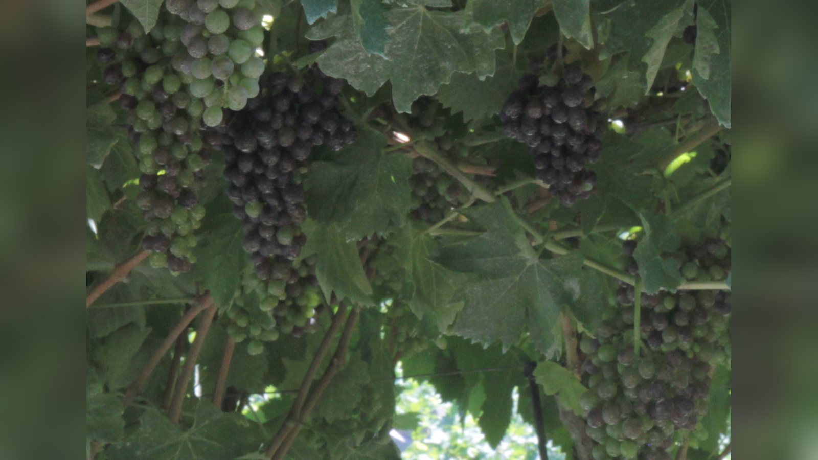 Grappoli d'uva Corvina in un vigneto della Valpolicella